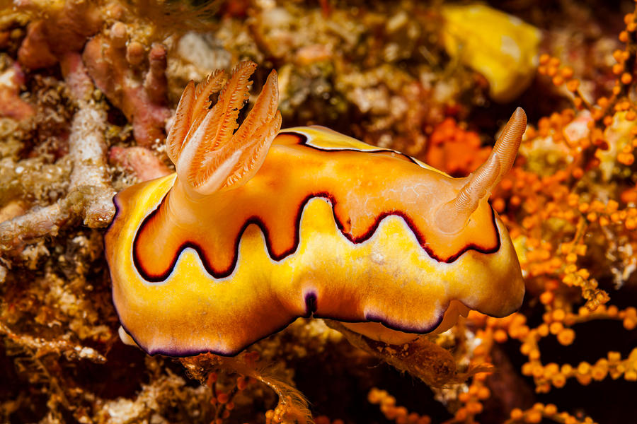 Beautiful Dorid Nudibranch Goniobranchus coi, Kri Island, Raja Ampat, Indonesia Photograph by Ifish