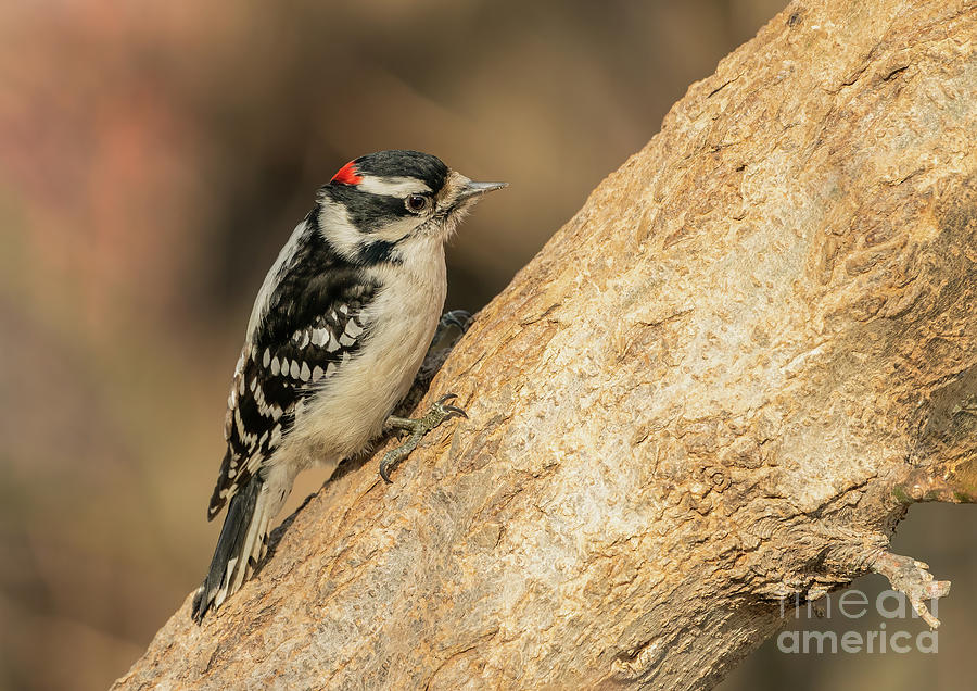 Beautiful Downy Woodpecker Photograph by Sam Rino