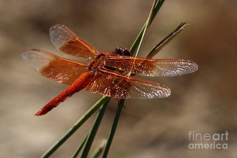 Nature Photograph - Beautiful Dragonfly by Brian Baker