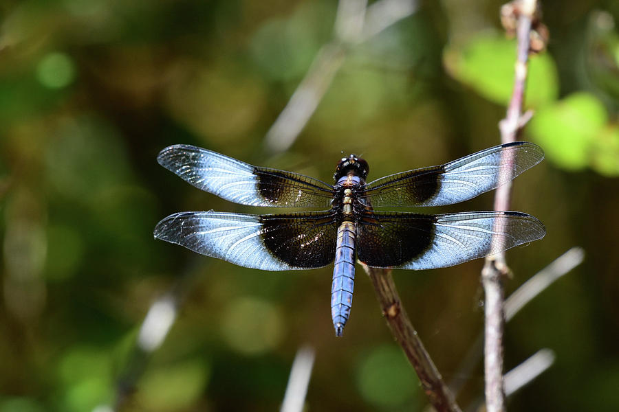 Beautiful Dragonfly Photograph by Scott Gould