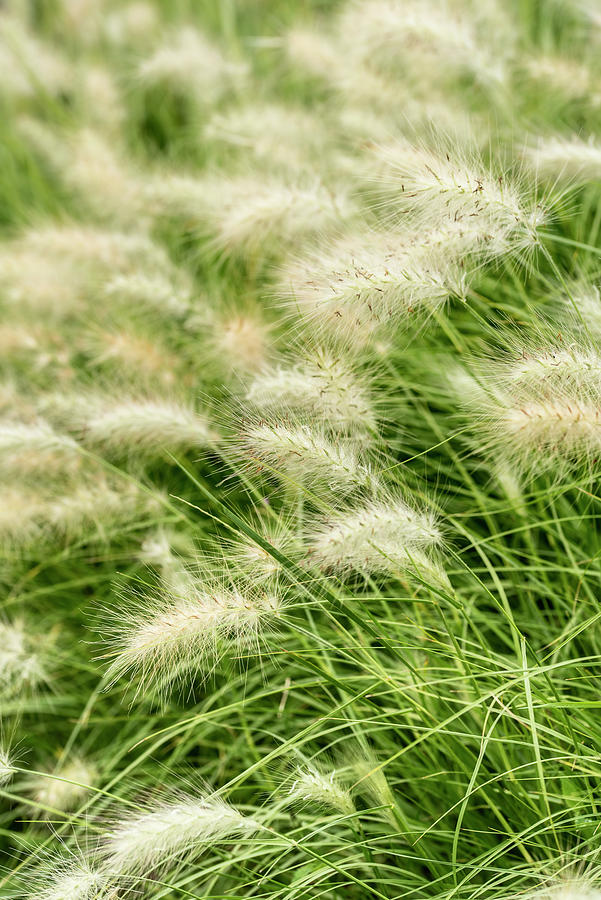 Beautiful Dreamy Landscape Image Of Ornamental Fountain Grass Pe Photograph