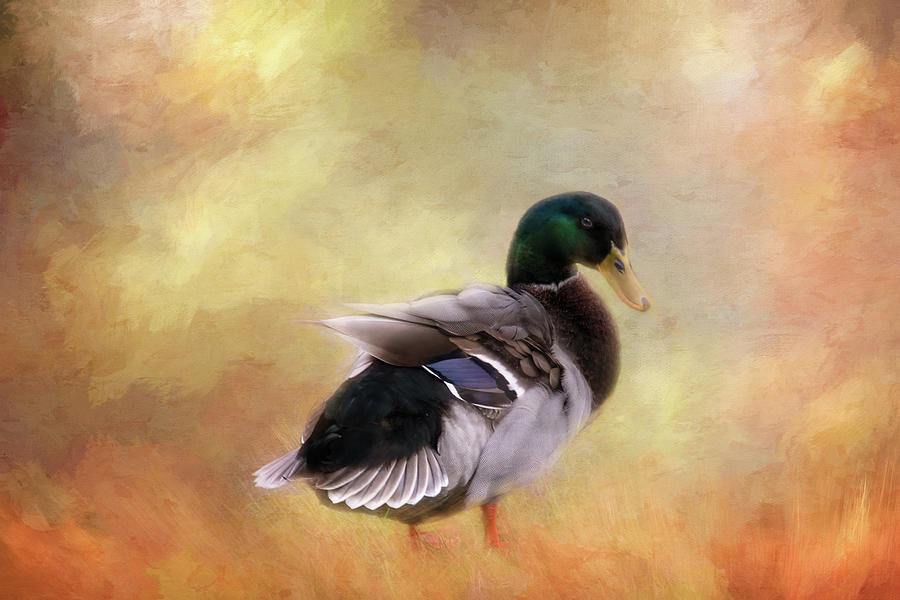 Beautiful Duck Digital Art by Terry Davis