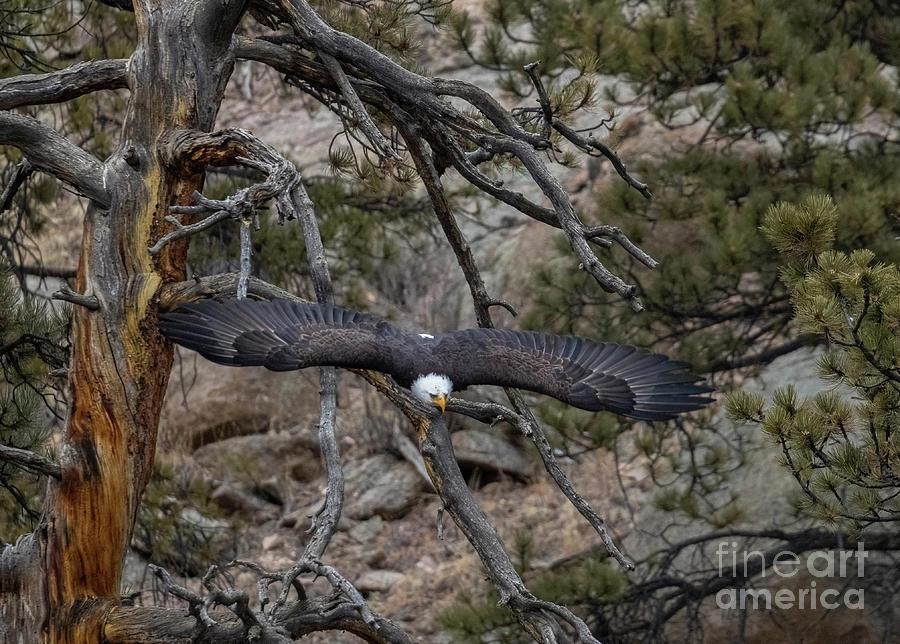 Beautiful Eagle Spreading Wings Photograph