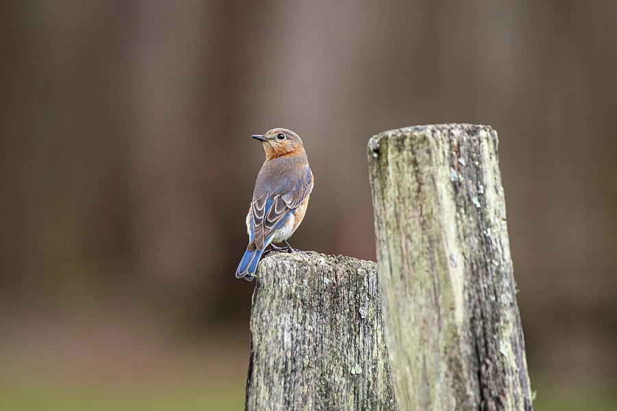 Beautiful Eastern Bluebird Photograph by Robert J Wagner