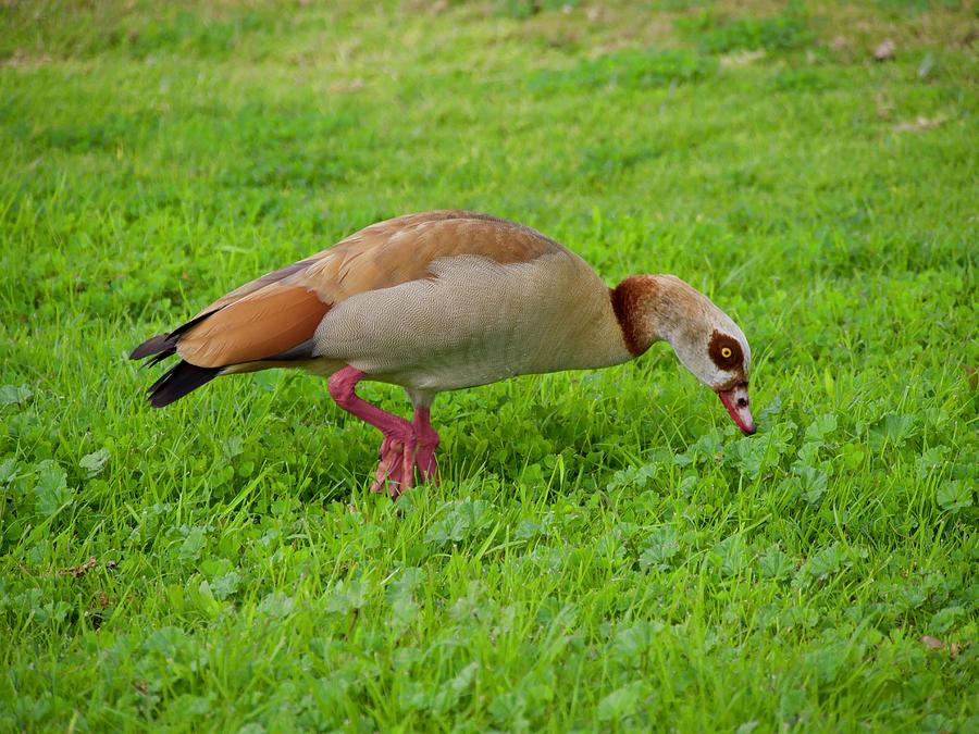 Beautiful Egyptian Goose On The Green Grass Photograph