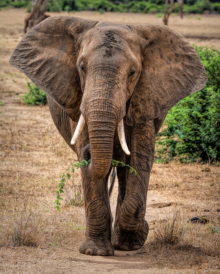 Beautiful elephant in Tsavo East Kenya Photograph by Marjolein Van Middelkoop