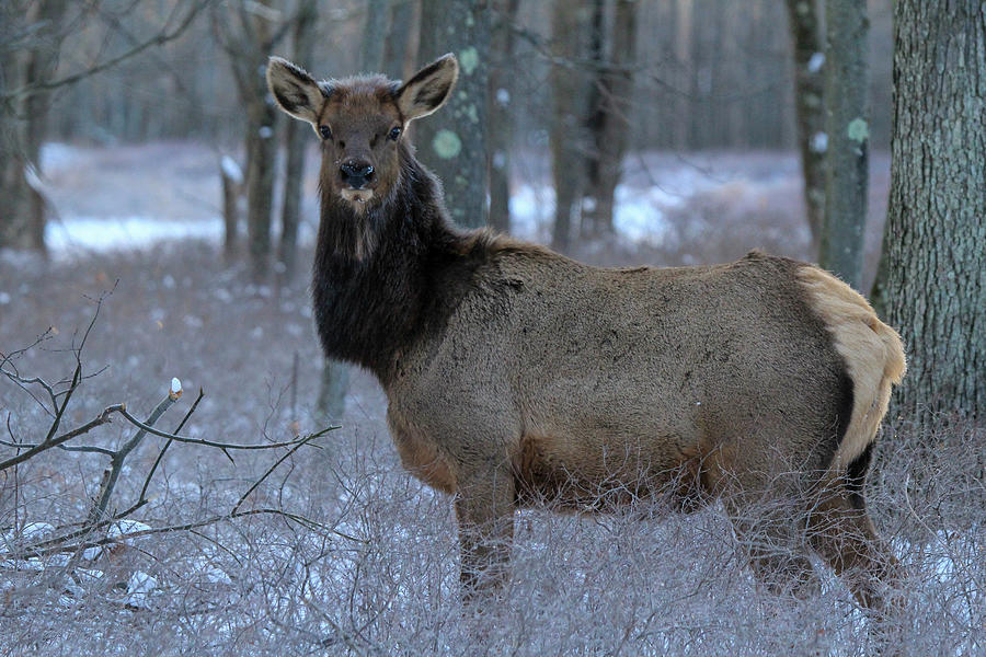 Beautiful Elk Photograph by David Kipp
