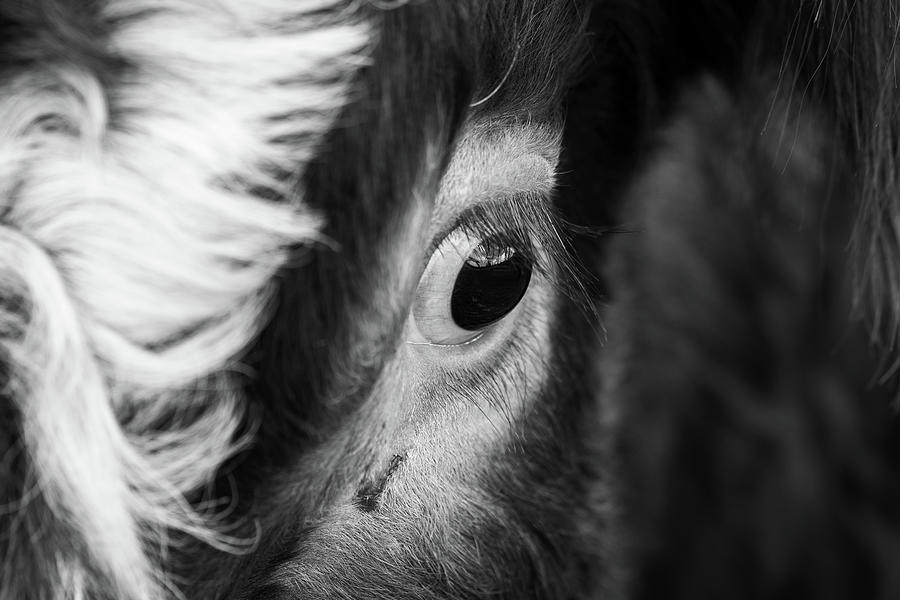 Beautiful Eye of a Cow Photograph by Martin Vorel Minimalist Photography