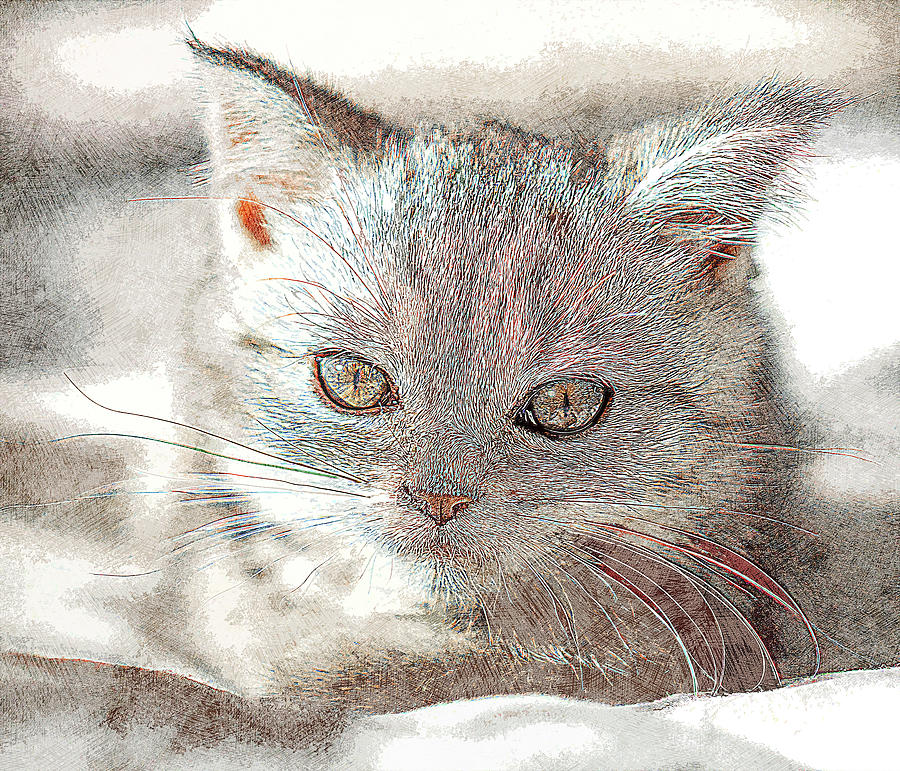 Cat Painting - Beautiful Face Scottish Straight Cat Kitten by Custom Pet Portrait Art Studio