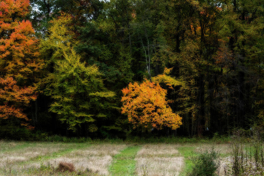 Beautiful fall colors surrounded by dark green Photograph by Dan Friend