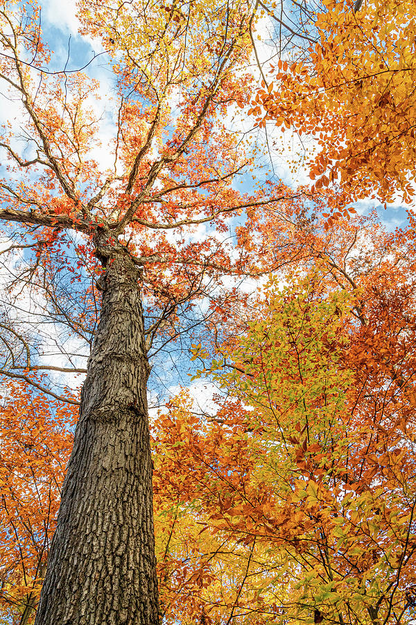 Beautiful Fall Tree Photograph by Elvira Peretsman