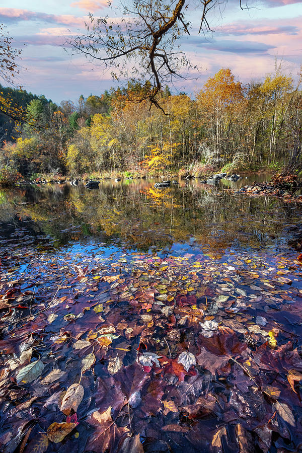 Beautiful Fallen Leaves Photograph by Debra and Dave Vanderlaan