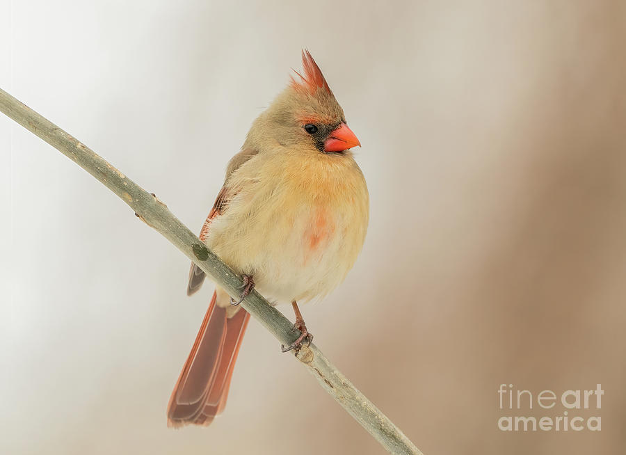 Beautiful female cardinal Photograph by Sam Rino