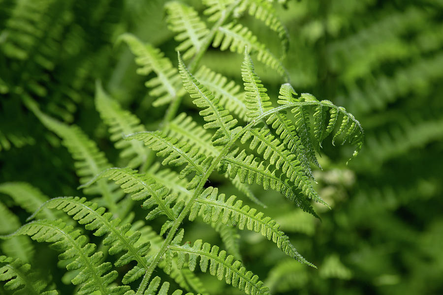 Beautiful Ferns Photograph by Rose Guinther - Fine Art America