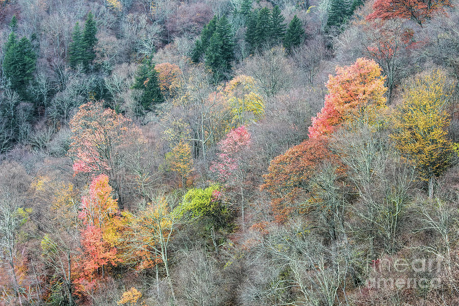 Beautiful Finale Of Autumn Photograph by Felix Lai