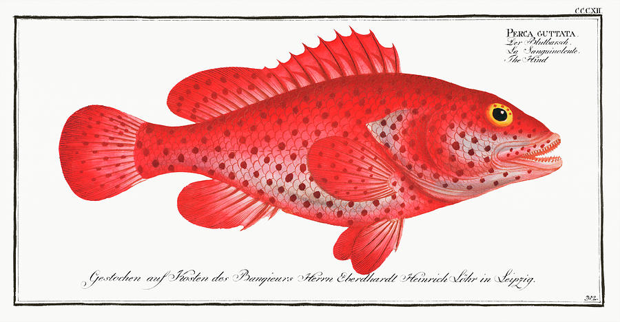Beautiful Fish Mixed Media by World Art Collective