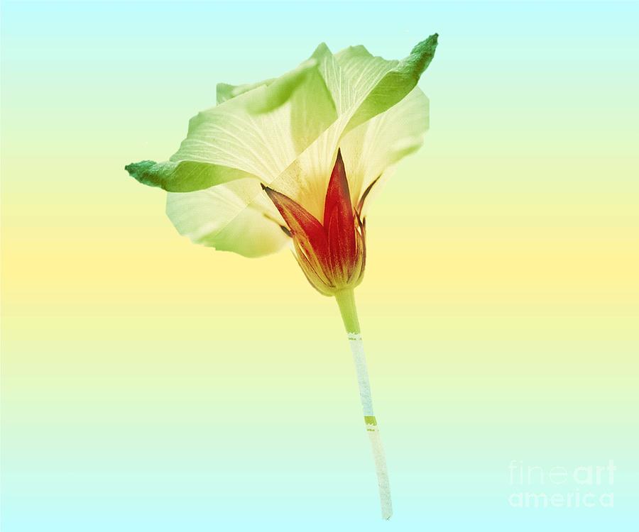 Beautiful Flower Digital Art
