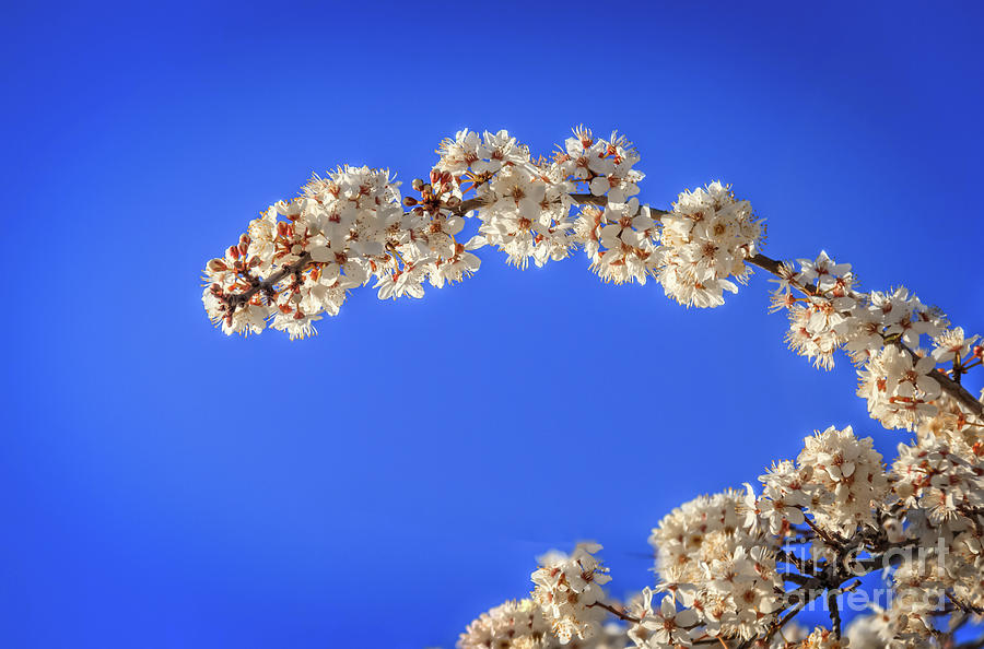 Beautiful Flowering Tree  Photograph by Robert Bales
