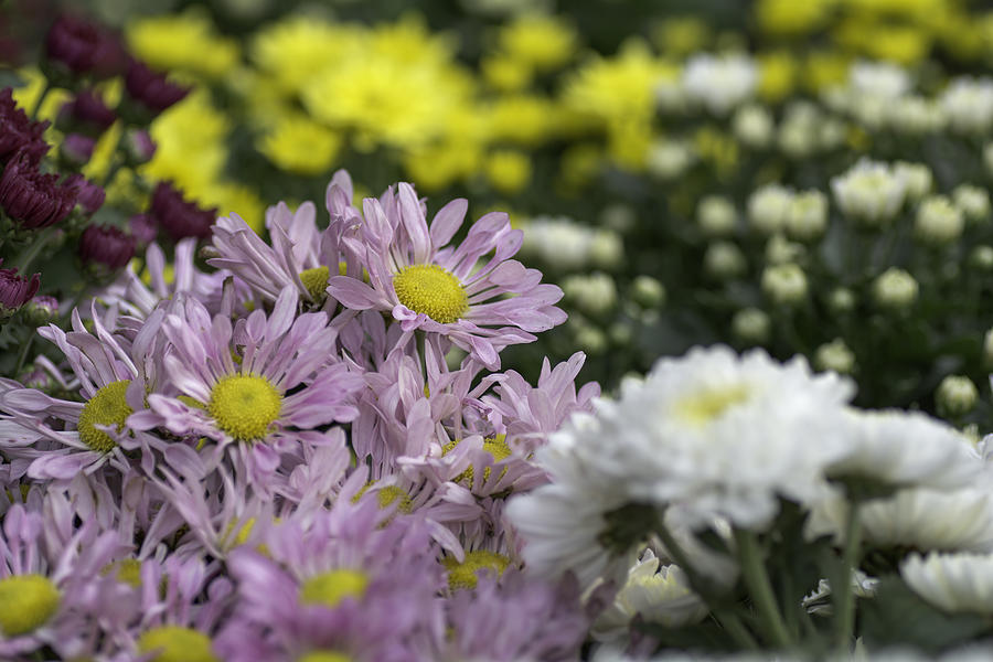 Beautiful flowers in the garden Photograph by Supaneesukanakintr