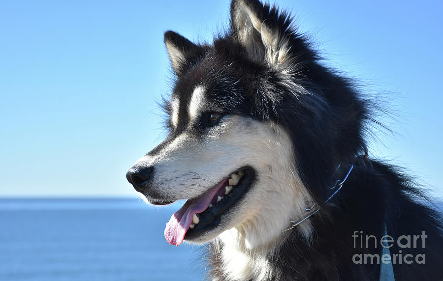 Beautiful Fluffy Alusky Dog Looking at the Ocean Photograph by DejaVu ...