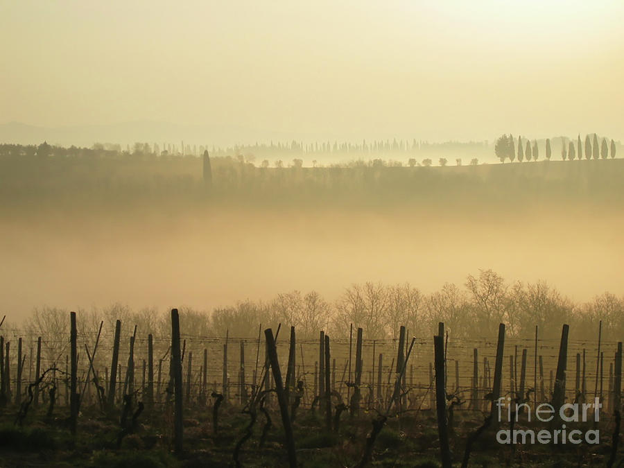 Beautiful foggy vineyards in Umbria Photograph by Patricia Hofmeester