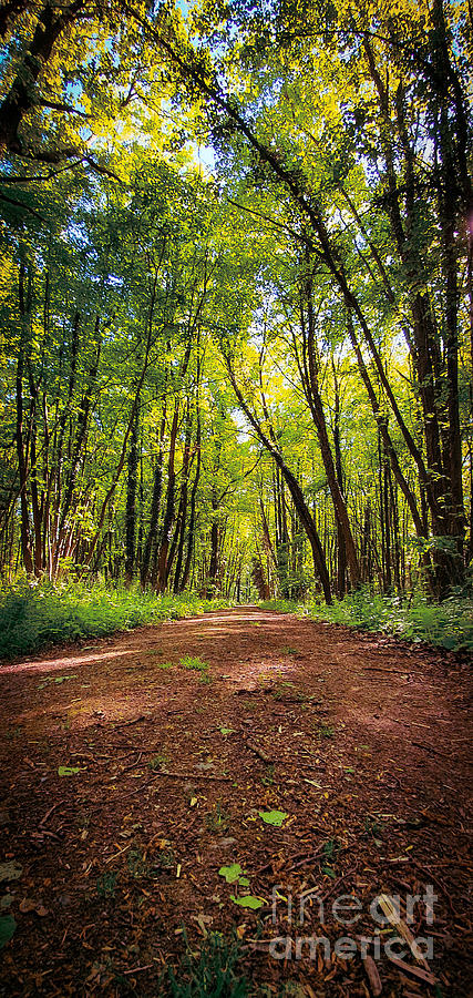 Beautiful forest biking and hiking trail Photograph by Mendelex Photography