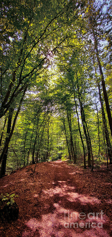 Beautiful forest hiking and biking trail Photograph by Mendelex Photography