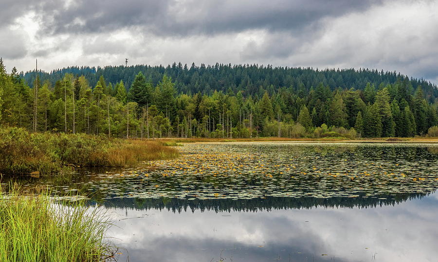 Beautiful Forest Lake  Photograph by Alex Lyubar