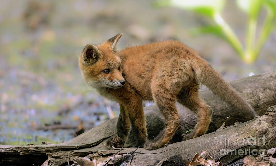 Beautiful Fox Cub Exploring Photograph by Sam Rino