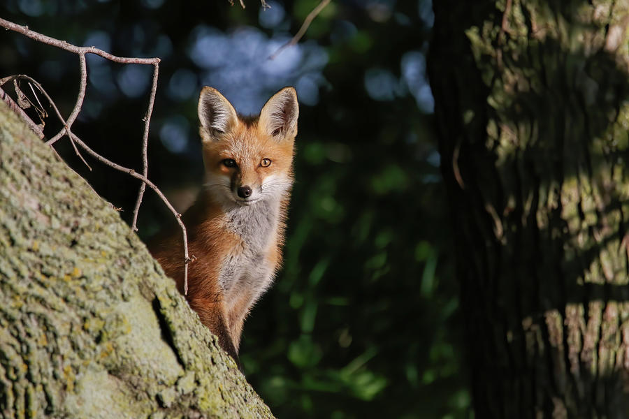 Beautiful Fox Kit Photograph by Brook Burling
