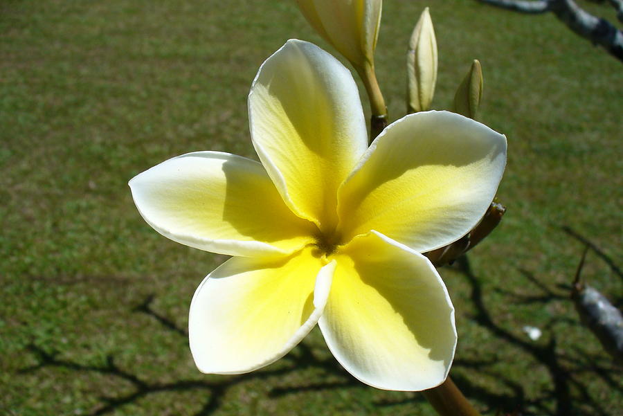 Beautiful Frangipani Flower Photograph by Kathrin Poersch
