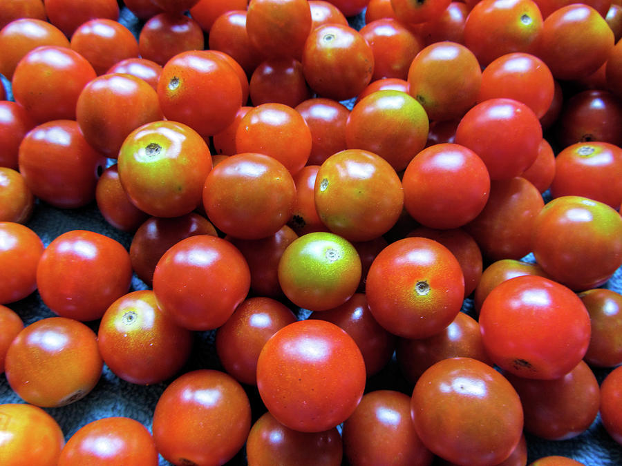 Beautiful Freshly Harvested Red Cherry Tomatoes  Photograph by Kathy Clark