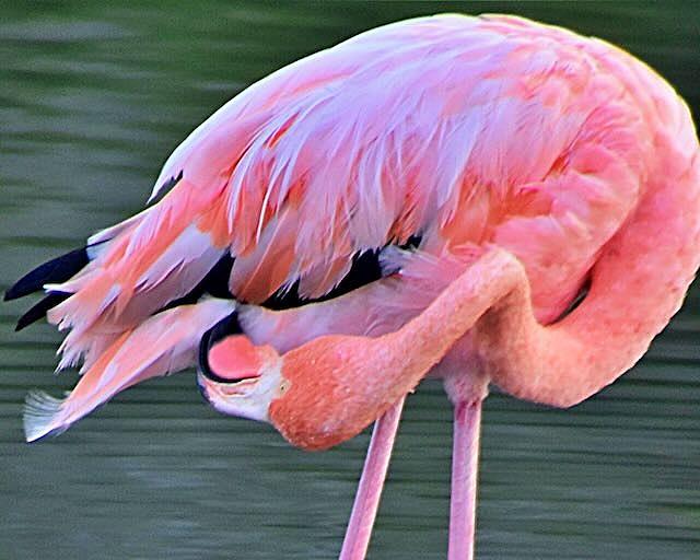 Beautiful Galapagos Flamingo Photograph by Susan Allen