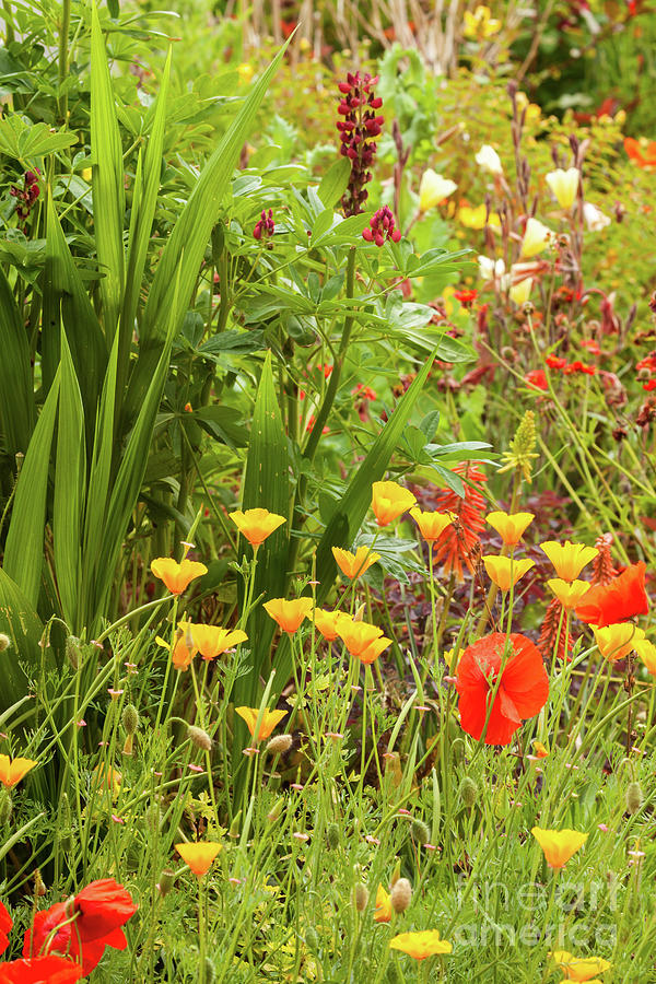 Beautiful garden flowers in summer time Photograph by Simon Bratt