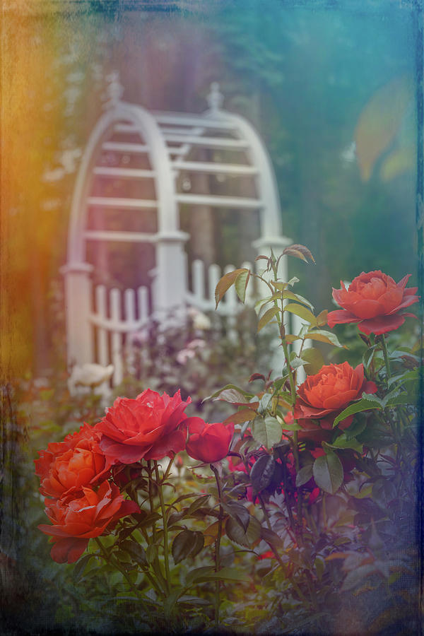 Beautiful garden scene with roses Photograph by Sue Leonard