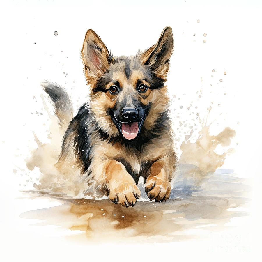 Beautiful German Shepherd dog running through a puddle. Watercolour painting isolated on white background. Digital Art by Jane Rix