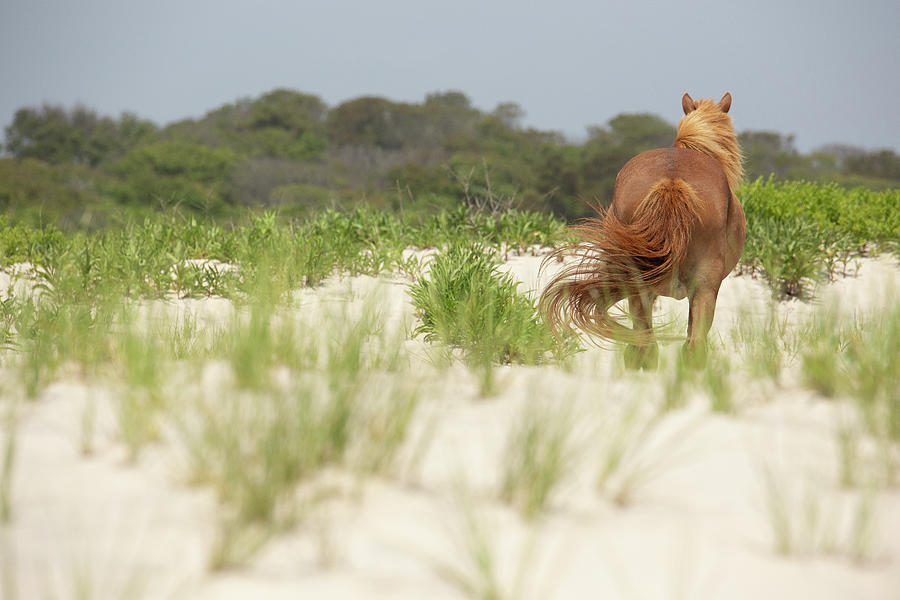 Wild Horse - Beautiful Getaway Photograph by Tina Horne