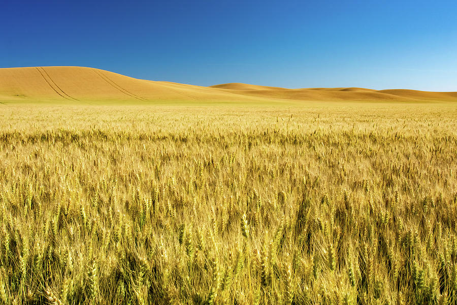 Beautiful Gold Wheat Fields Ready For Harvest In America Photograph by ...