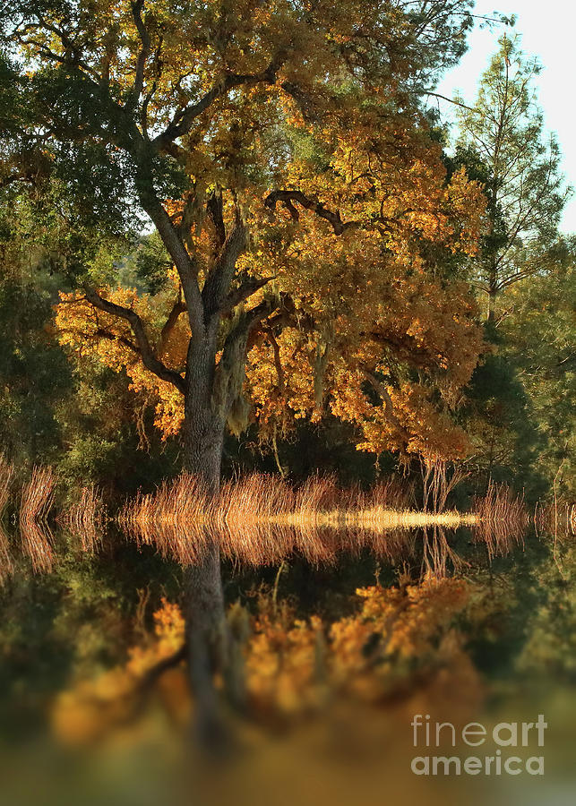 Beautiful Golden Oak Tree in the Fall Photograph by Stephanie Laird
