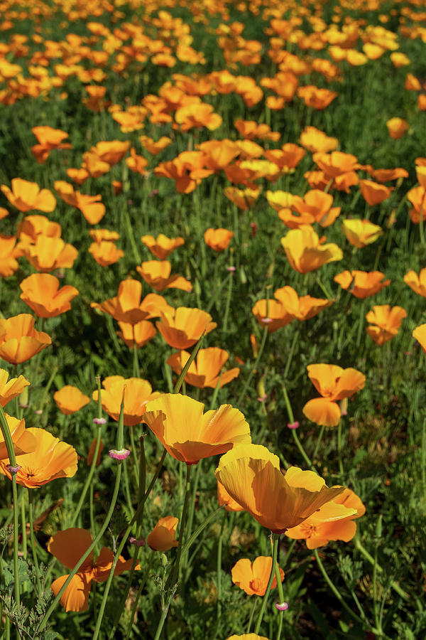 Beautiful Golden Yellow California Poppies in a Field Photograph by Catherine Avilez