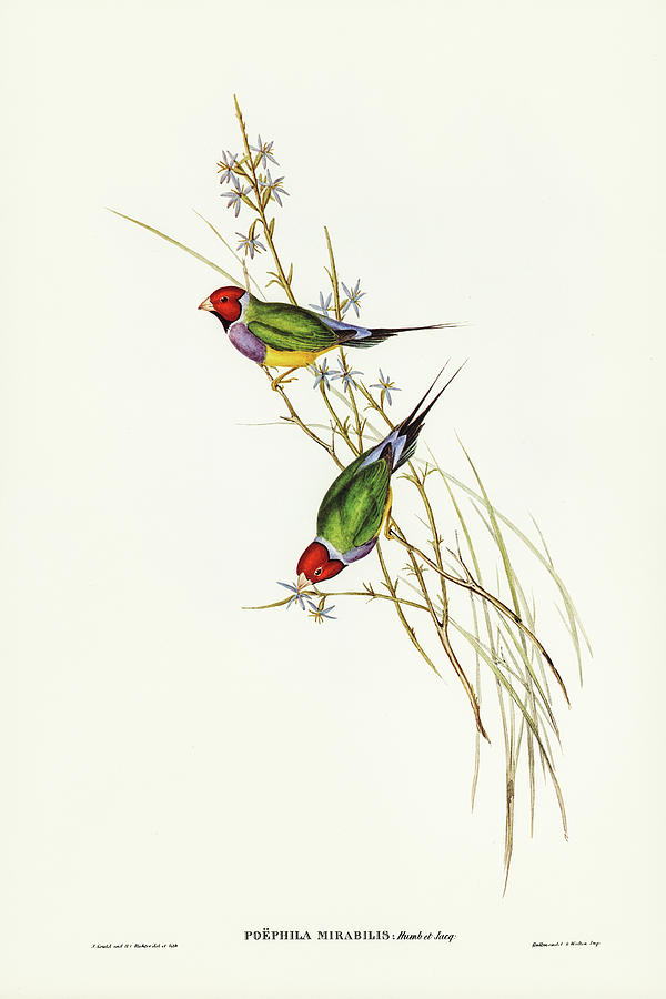 John Gould Drawing - Beautiful Grass Finch, Poephila mirabilis by John Gould