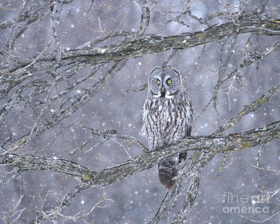 Beautiful gray on a snowy day Photograph by Heather King