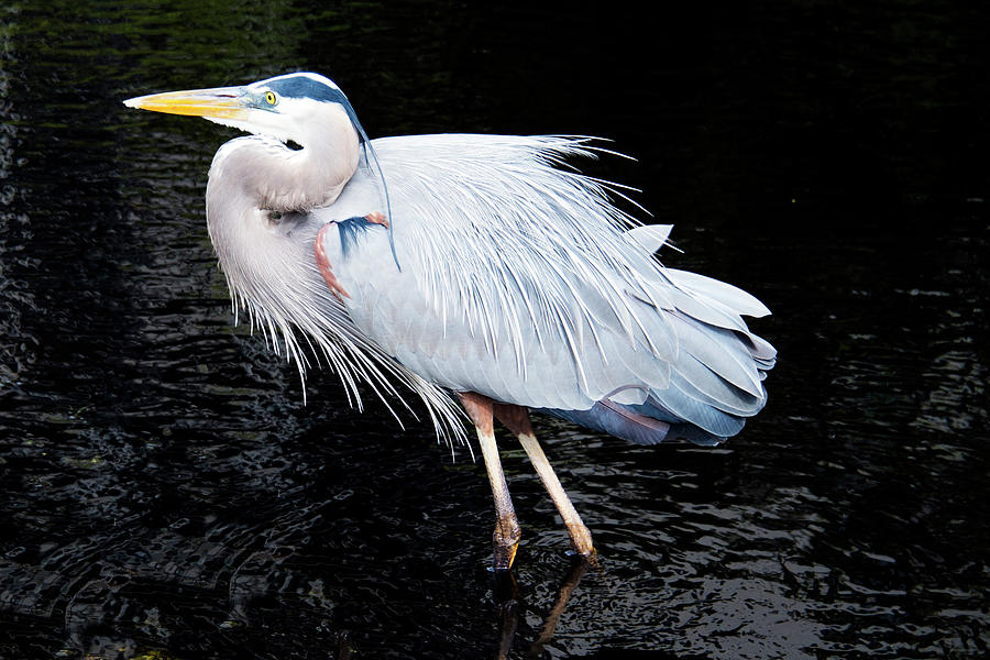 Beautiful Great Blue Heron against blackish water Photograph by Bob ...