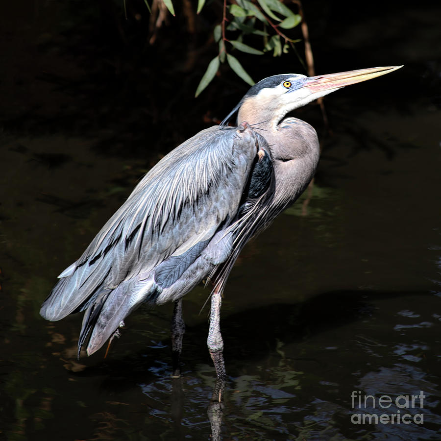 Beautiful Great Blue Heron Photograph by Elisabeth Lucas - Fine Art America