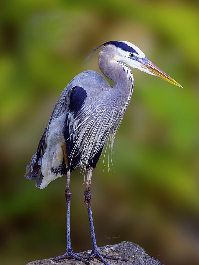  Beautiful Great Heron Photograph by Penny Lisowski