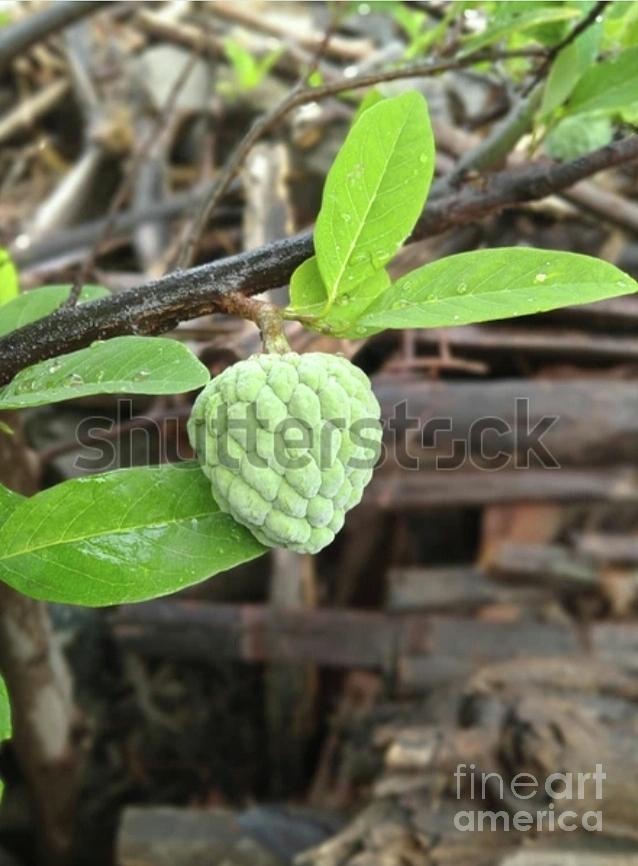 Beautiful green Atis hanging on tree Photograph by Venu Gopal - Fine ...