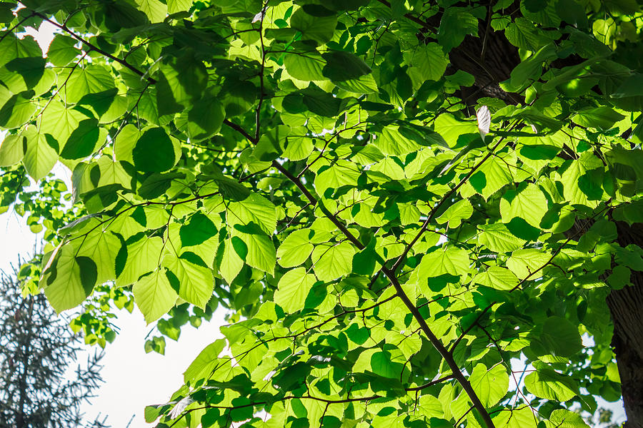 Beautiful green foliage Photograph by Madrolly