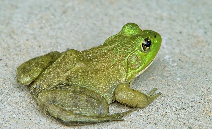 Beautiful Green Frog Photograph by Douglas Barnett