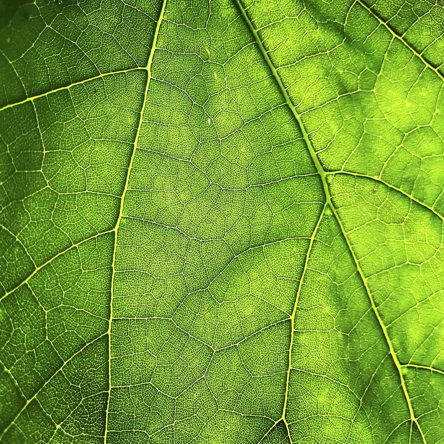 Beautiful Green Leaves 16 Photograph by FRANK Designs - Fine Art America