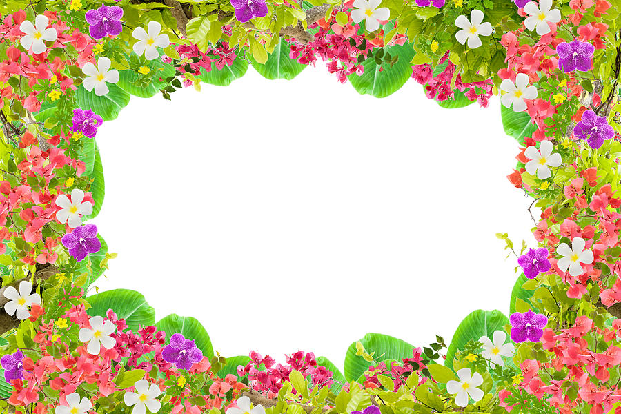 Beautiful green leaves frame with flower on white background Photograph by Panya_